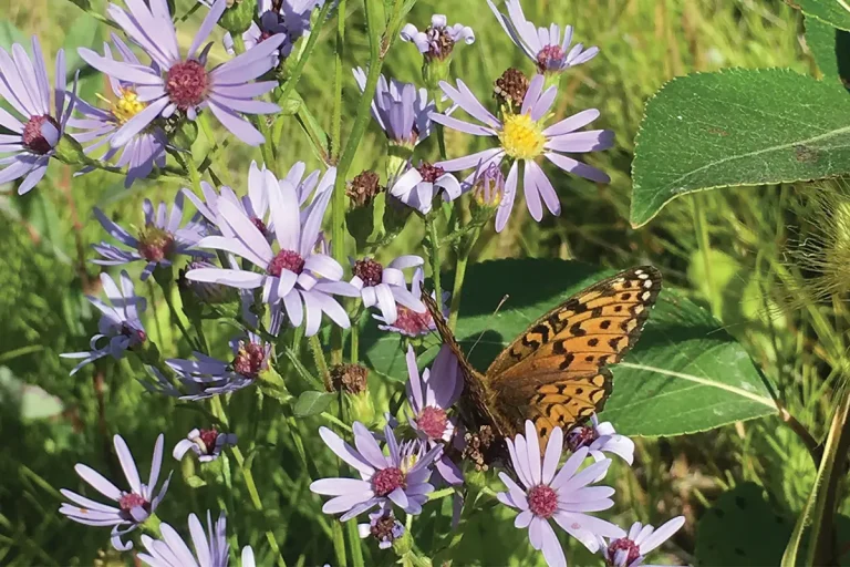 Vegetation with butterfly (Okane Archive)