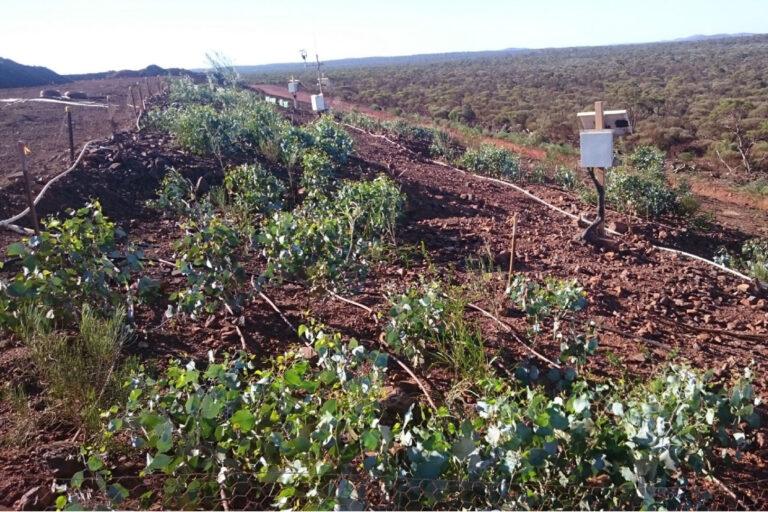 Okane Consultants mine closure Vegetation